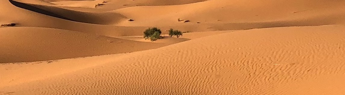 green-grasses-on-sahara-desert-1001435 1 green-grasses-on-sahara-desert-1001435 1