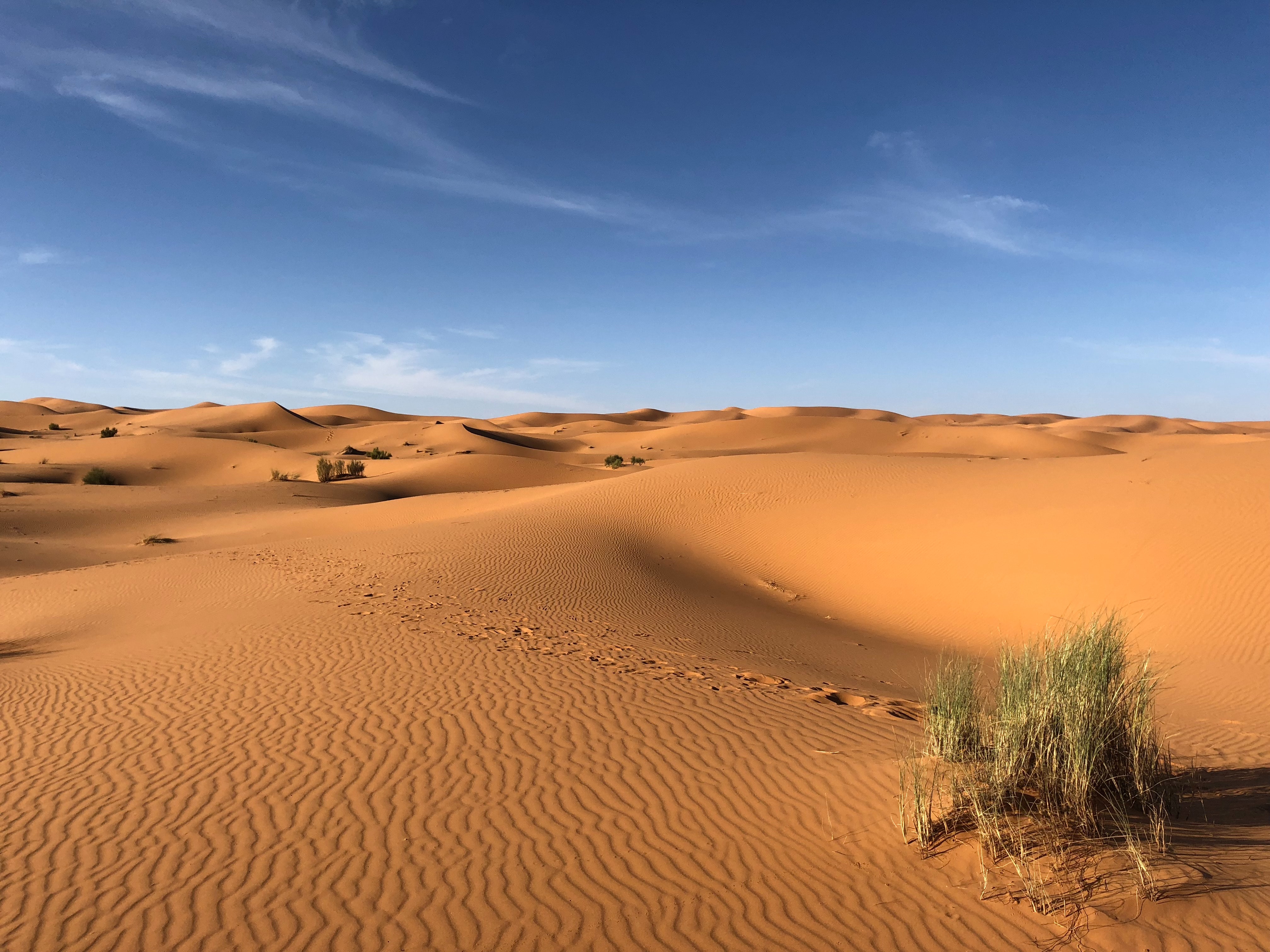 green-grasses-on-sahara-desert-1001435 Sahara Desert - Dry Eyes