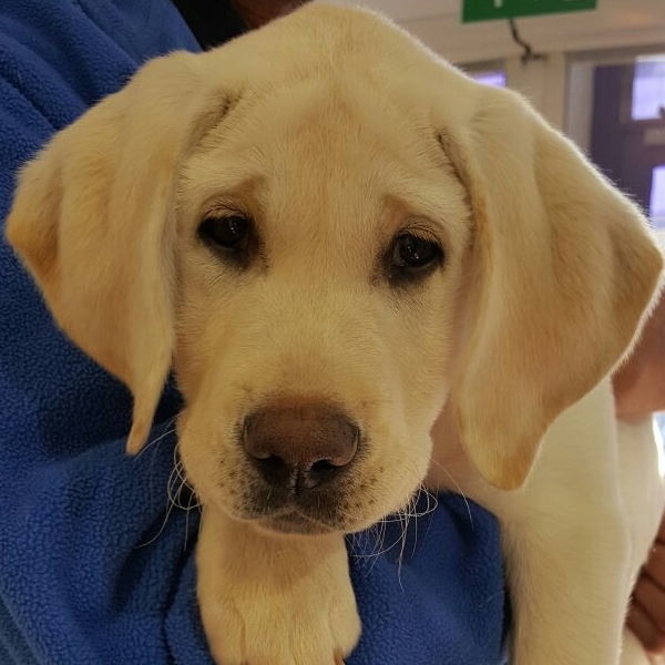 Guide dog cropped Guide dog cropped